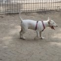20120712 - Bull Terrier giardini Ramelli_004