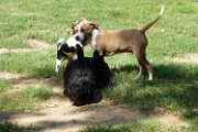 20120915 -  Rocco l'Amstaff_001