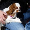 20130321 - Giardinetti Ramelli_004