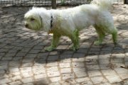 20130507 - Dolly clorofillata_002