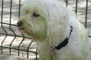 20130507 - Dolly clorofillata_003