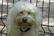 20130507 - Dolly clorofillata_004