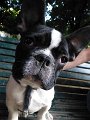 20130604 - Rufo_001