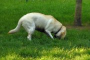 20130612 - zampa_03