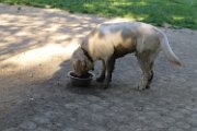 20130612 - zampa_08