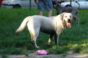 20130612 - zampa_14