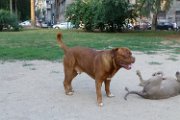 20130719 - King il Dogo_002