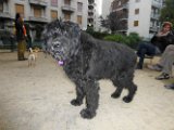 20131014 - Birillo