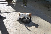 20141022 - Adeline e amici_002