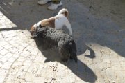 20141022 - Adeline e amici_003