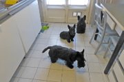 20141022 - Gwenda QB e Adeline insieme a casa_001