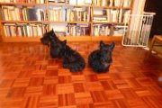 20141117 - Gwenda QB e Adeline insieme a casa_001