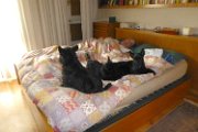 20141119 - Risveglio con Scottish family_003