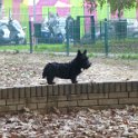 20141122 - Giardinetti Ramelli_002
