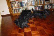 20141218 - Visita di Archibald e Reginald_005