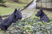 20141201 - QB Gwenda e Adeline a Oggiono - by Misa_026