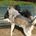20150103 - Giocando con Drago a i giardinetti_021