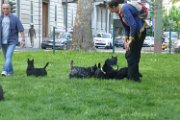 20150422 - Piazza Piola con fratelli_008