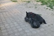 20150422 - Piazza Piola con fratelli_010