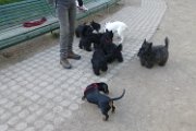 20150509 - Piazza Piola con fratelli_011