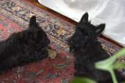 20150522 - In casa con ossone_006
