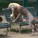 20150522 -Con gli amici ai Giardini Ramelli_024