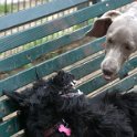 20150522 -Con gli amici ai Giardini Ramelli_032
