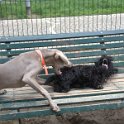 20150522 -Con gli amici ai Giardini Ramelli_042