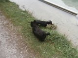 20170828 - Vacanze a Cortina_057