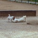 20170315 - Giardinetti Ramelli - Jack_001
