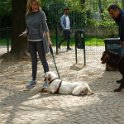 20170402 - Giardinetti Ramelli - Cana infangata_001