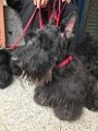 20170519 - Scottie in via Bronzino_015