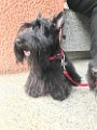 20170519 - Scottie in via Bronzino_017