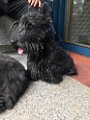 20170519 - Scottie in via Bronzino_021