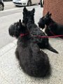 20170519 - Scottie in via Bronzino_022
