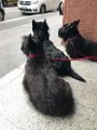 20170519 - Scottie in via Bronzino_023