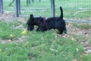 20170703 - Piazza Piola con Elly_017