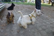 20170703 - Piazza Piola con Elly_022