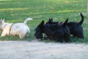 20170703 - Piazza Piola con Elly_025
