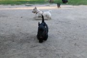20170703 - Piazza Piola con Elly_026