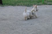 20170703 - Piazza Piola con Elly_029