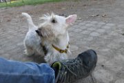 20170703 - Piazza Piola con Elly_034