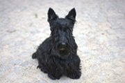 20180605 - Adelina_002