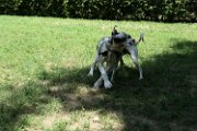 20180607 - Gigio e l'alano_008