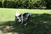 20180607 - Gigio e l'alano_009
