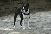 20180610 - Frankie, Dina e Pepa_002