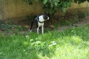 20180610 - Frankie, Dina e Pepa_007