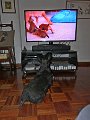 20180801 - Adelina e la trasmissione di cuccioli_005