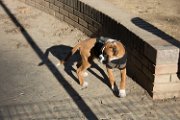 20190115 - Giardini Ramelli - Boxerino_004