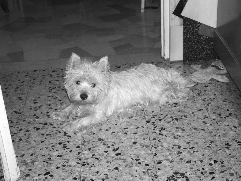 20250210-Priscilla_002